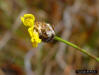 Yelloweyed grass (Xyris sp) flower close-up detail