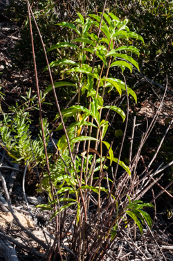 Allamanda cathartica foliage and stems