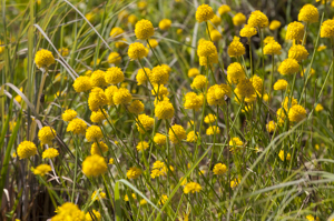 Yellow Batchelors Buttons flower group