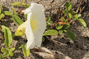 Beach Morning-glory flower and leaves detail