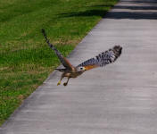 Red- shouldered Hawk, Buteo lineatus in flight.