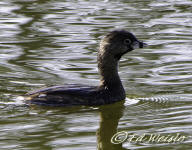 Pied-billed Grebe