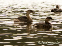 Grebes on a lake