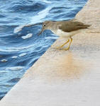 A Spotted Sandpiper, Actitis macularia