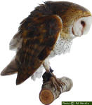 Barn Owl - Tyto alba pratincola