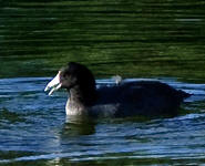 American Coot - Fulica americana