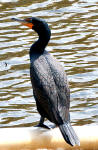 Double- crested cormorant, Phalacrocorax auritus