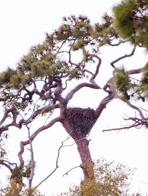 Florida Bald Eagle nest
