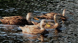 Florida mottled duck