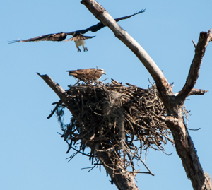 A pair of Ospreys on the nest