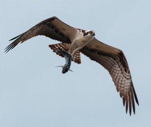 An Osprey carrying a fish
