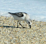 A Sanderling probes the sand for small crustaceans.