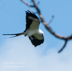 Swallow-tailed Kite hunting