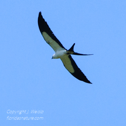 swallow-tailed Kite in flight