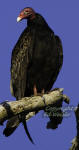 A Turkey Vulture roosting on a dead tree.