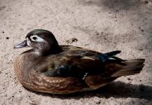 Wood duck hen