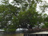 Black Mangrove (Avicennia germinans) image