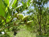Black Mangrove fruit