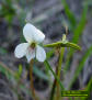 Bog White Violet flower detail