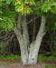 Carrotwood tree trunk and bark