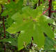 Castor bean leaf