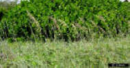 Dune vegetation