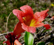 Cross vine flowers (Bignonia capreolata)