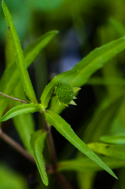 False Daisy - Eclipta prostrata flower bud and leaf