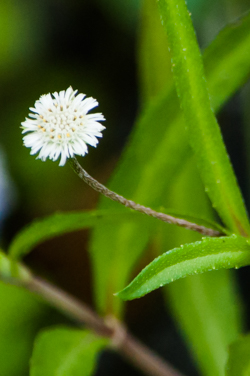False Daisy - Eclipta prostrata flower detail