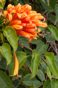 Flame vine (Pyrostegia venusta) with orange flowers