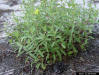 Florida Scrub Frostweed (Helianthemum nashii Britton)