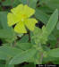 Florida Scrub Frostweed, close-up of flower