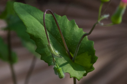 Florida tasselflower leaf and seeds detail picture