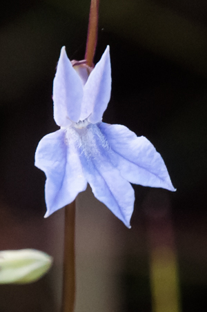 Glades Lobelia (Lobelia glandulosa) flower