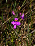 Grass Pink flowers - Calopogon tuberosus