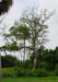 Image - Gumbo limbo tree