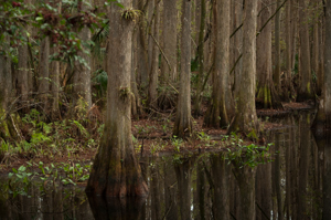Cypress swamp understory