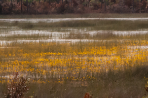 Yellow flowers of bladderwort in a depression marsh