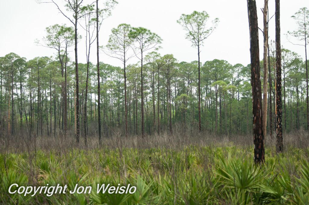 Longleaf pine flatwoods