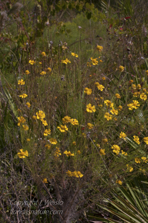 Helenium amarum - flowering plant
