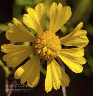 Helenium amarum - close up of flower