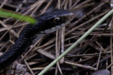 Southern black racer - close-up picture of head