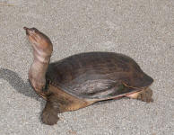The Florida Soft-shelled turtlle moving across land.