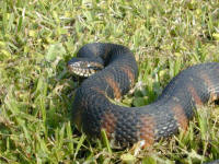Florida Banded Water Snake on land.