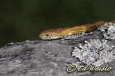 Close-up photo of Corn snake, also known as a Red rat snake.