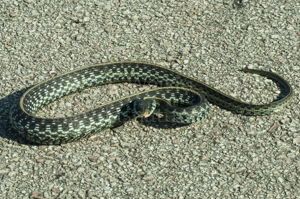 An Eastern Garter snake basking on rocks.