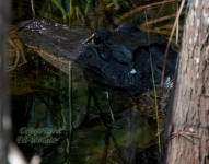 An Alligator hiding in a cypress swamp