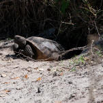 A Gopher Tortise pauses at the entrance of its burrow.