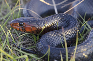 Indigo snake - Close up picture of head