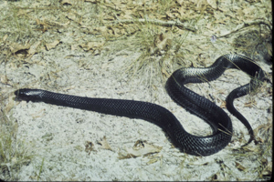 Eastern Indigo Snake - Drymarchon couperi